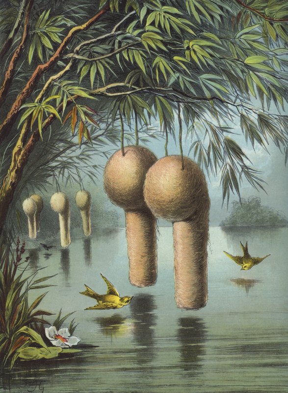 Baya Serçesi (chromolitho) by Hector Giacomelli