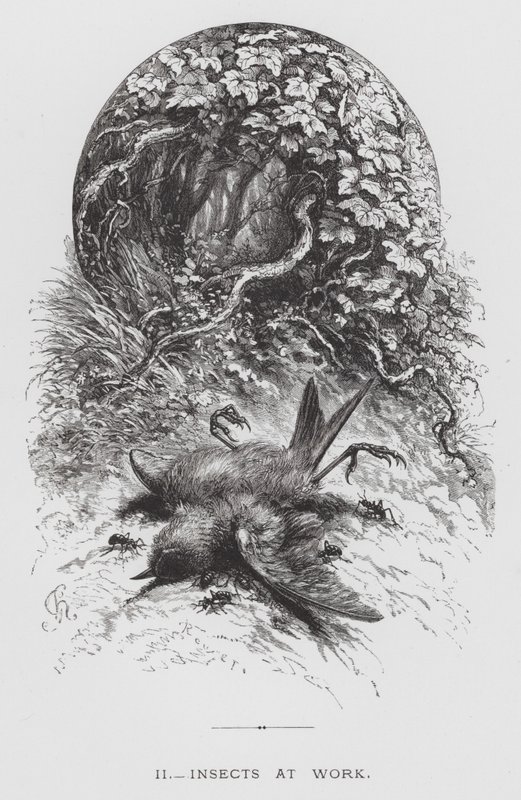 Böcek: İş Başında Böcekler (gravür) by Hector Giacomelli