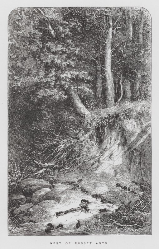Böcek: Russet Karıncalarının Yuvası (gravür) by Hector Giacomelli