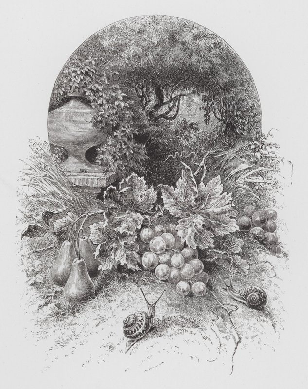 Böcek: Salyangoz (gravür) by Hector Giacomelli