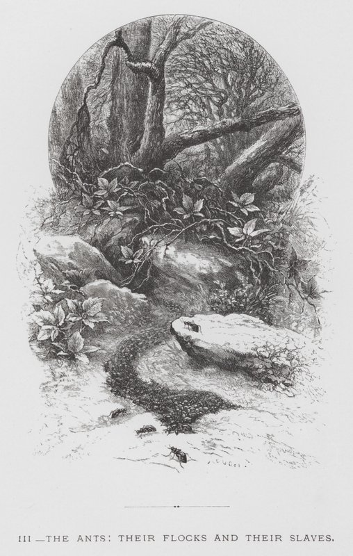 Böcek: Karıncalar, Sürüleri ve Köleleri (gravür) by Hector Giacomelli