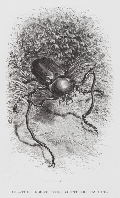Böcek: Böcek, Doğanın Ajanı (gravür) by Hector Giacomelli