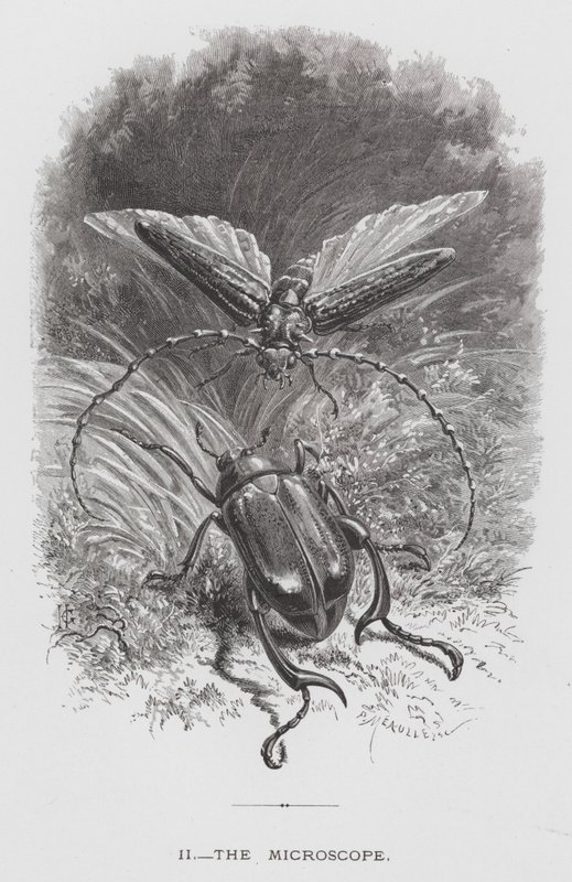 Böcek: Mikroskop (gravür) by Hector Giacomelli