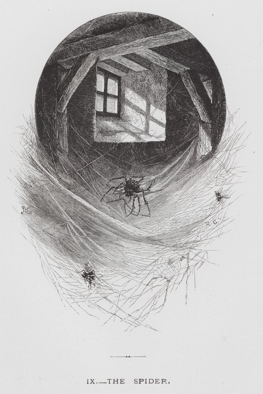 Böcek: Örümcek (gravür) by Hector Giacomelli