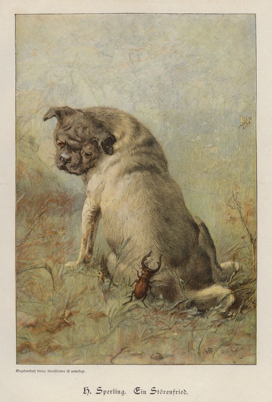 Bir Troublemaker (renkli gravür) by Heinrich Sperling