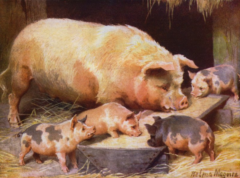 Domuz ve domuz yavruları (renkli lito) by Helena J. Maguire
