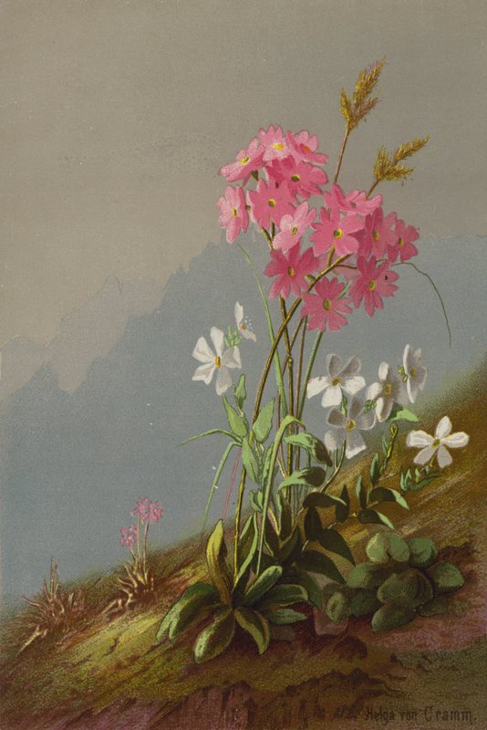 Dağ çiçekleri by Helga von Cramm