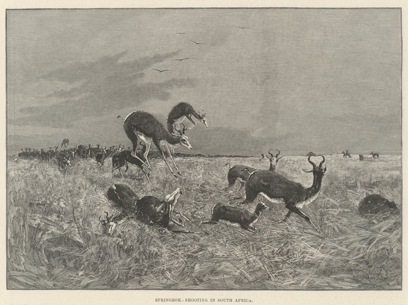 Springbok-Güney Afrika
