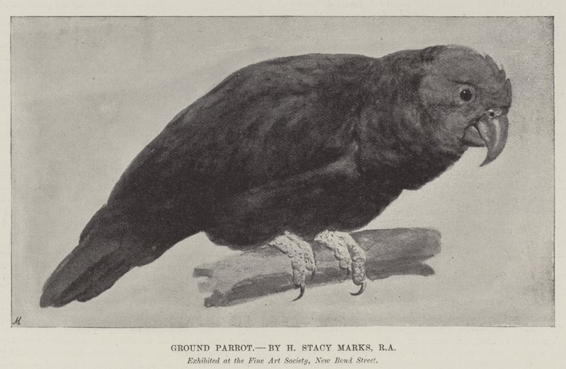 yer papağanı by Henry Stacey Marks