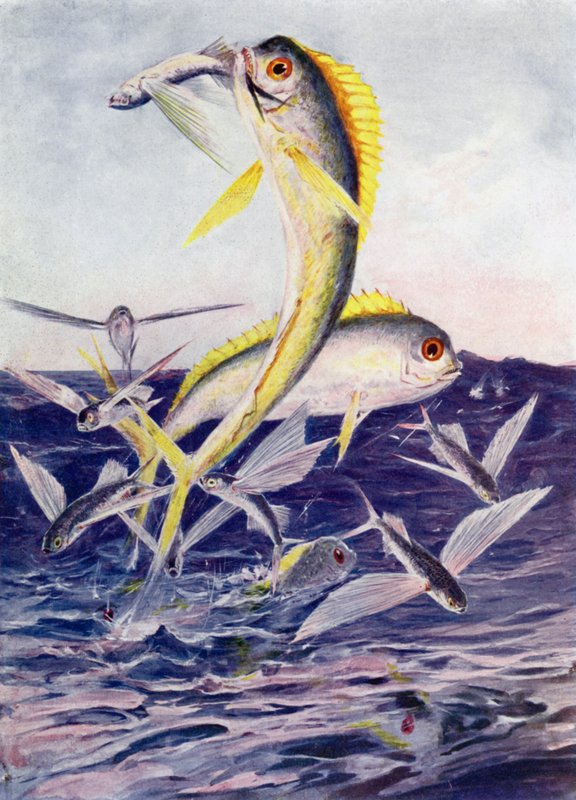 Uçan Balıklar Saldırıya Uğradı by Henry Charles Seppings Wright