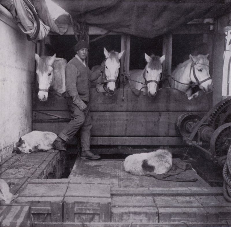 Kaptan Oates, midillileri ve köpekleri ile denizde (s/b fotoğraf) by Herbert Ponting
