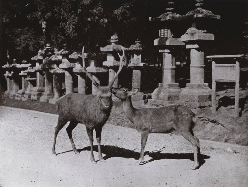 Geyik, Nara