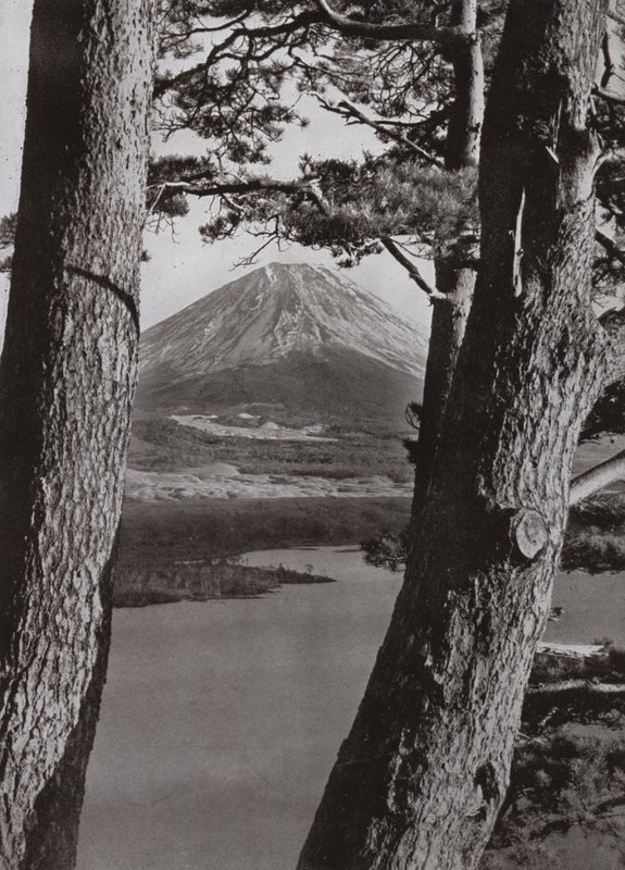 Fuji ve Çam Ağaçları (s/b fotoğraf) by Herbert Ponting