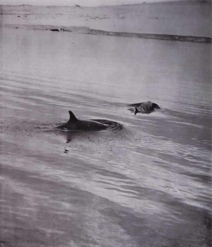"Her tarafta katil balinalar" (s/b fotoğraf) by Herbert Ponting