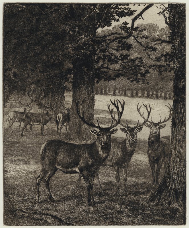 Windsor Park'ta Geyik (gravür) by Heywood (after) Hardy
