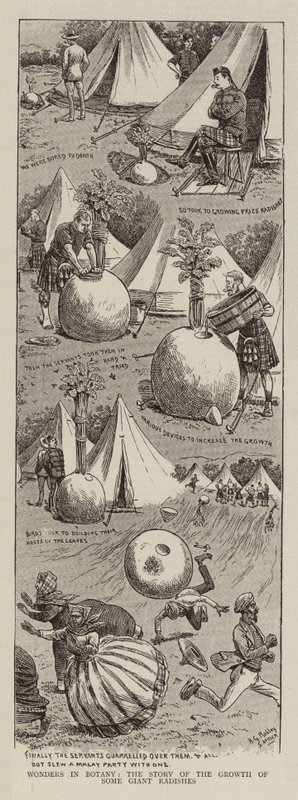 Botanik Harikaları, Bazı Dev Turpların Büyüme Öyküsü by Horatio Gordon Robley