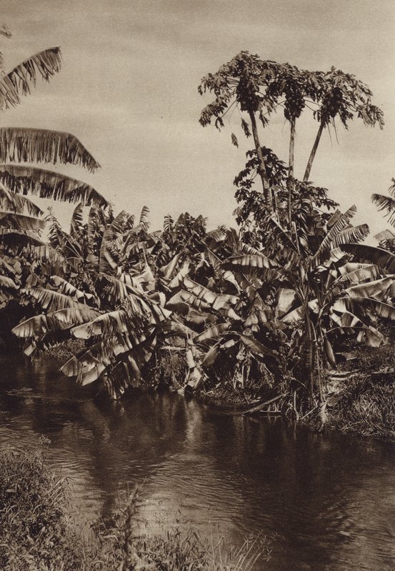Meksika: Muzlar ve papayalar, Vera Cruz Eyaleti (b/w fotoğraf) by Hugo Brehme