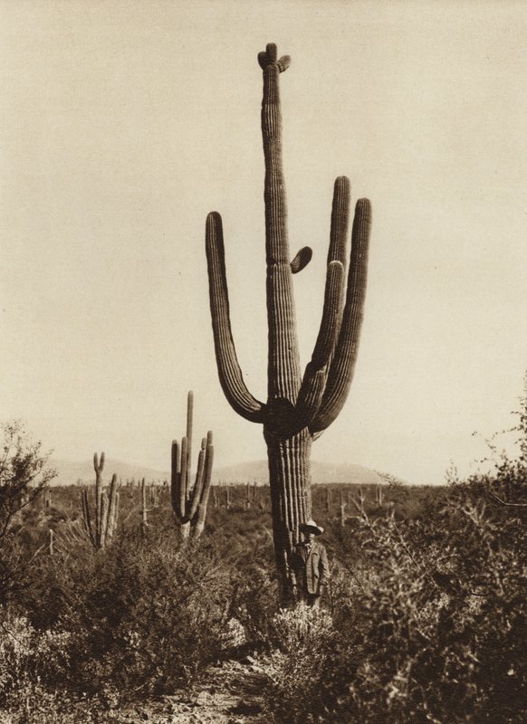 Meksika: Sonora Eyaleti, Magdalena çevresinde "Cereus giganteus" (b/w fotoğraf) by Hugo Brehme