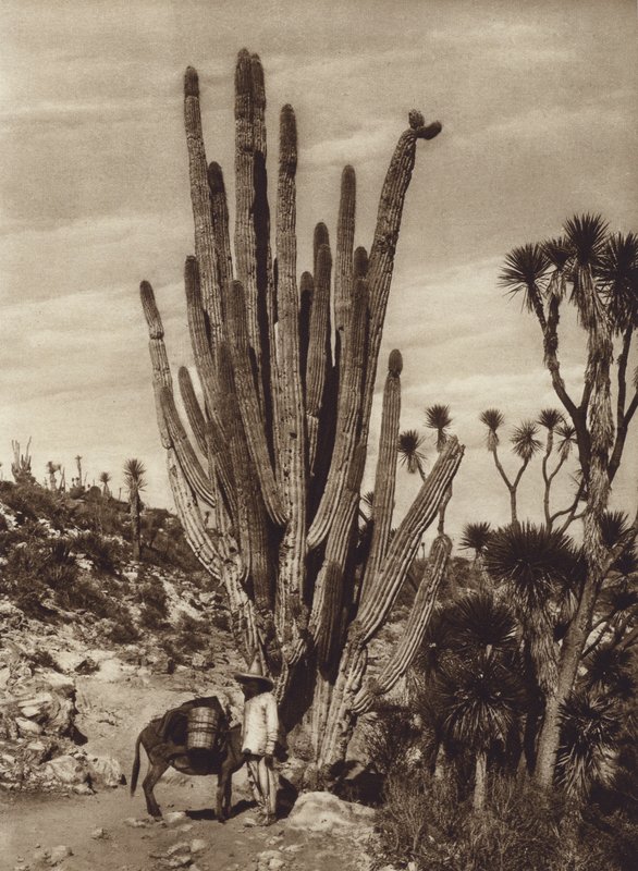 Meksika: "Pilocereus Tetezo" ile Salinas de Tehuacan (b/w fotoğraf) by Hugo Brehme