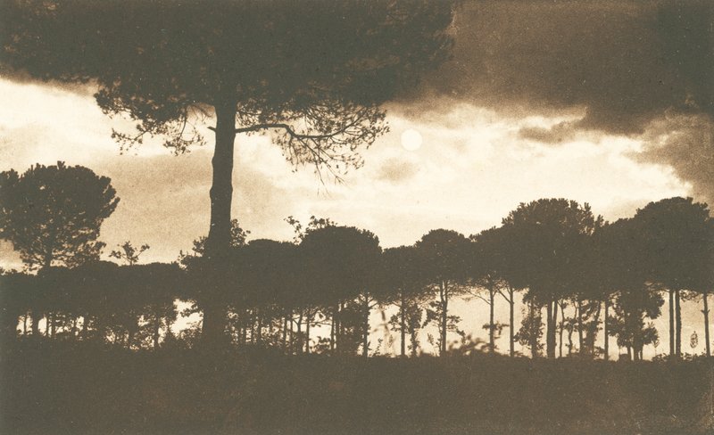 Ravenna, La Pineta di Classe (b/w fotoğraf) by Italian Photographer