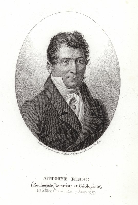 antoine risso by Italian School