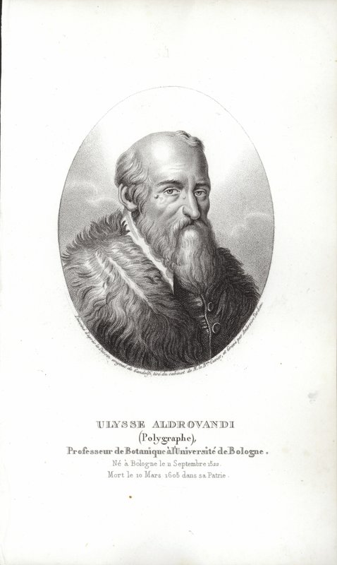 Ulisse Aldrovandi by Italian School