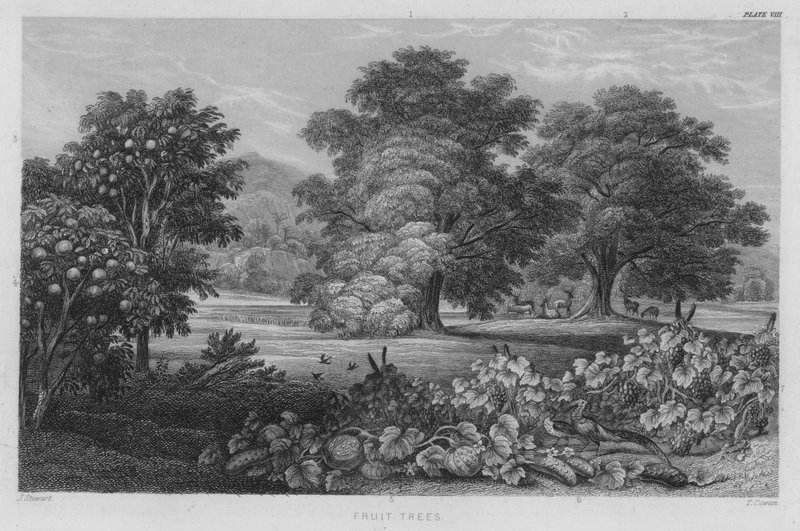 Meyve Ağaçları (renkli gravür) by J. (after) Stewart
