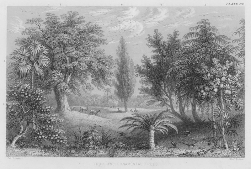 Meyve ve Süs Ağaçları (renkli gravür) by J. (after) Stewart