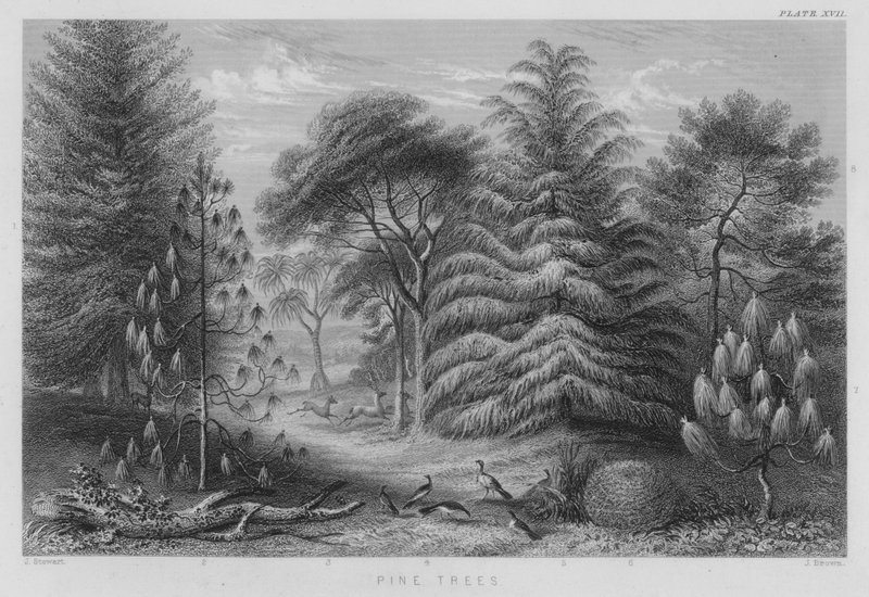 Çam Ağaçları (renkli gravür) by J. (after) Stewart