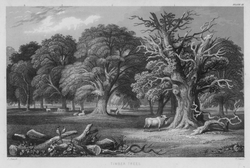 Kereste Ağaçları (renkli gravür) by J. (after) Stewart