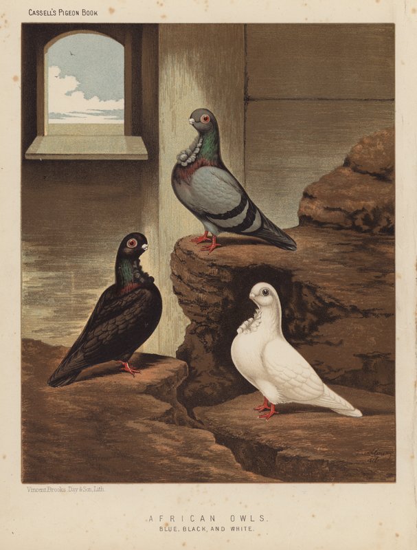 Güvercinler: Afrika Baykuşları, Mavi, Siyah ve Beyaz (renkli taş) by J. W. (after) Ludlow