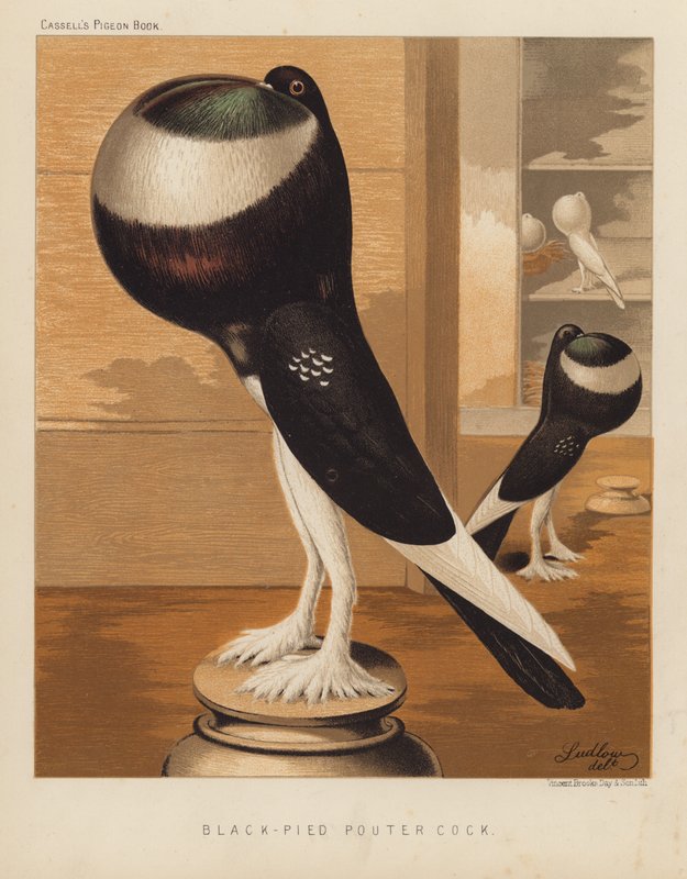 Güvercinler: Black-Pied Pouter Cock (renkli taş) by J. W. (after) Ludlow