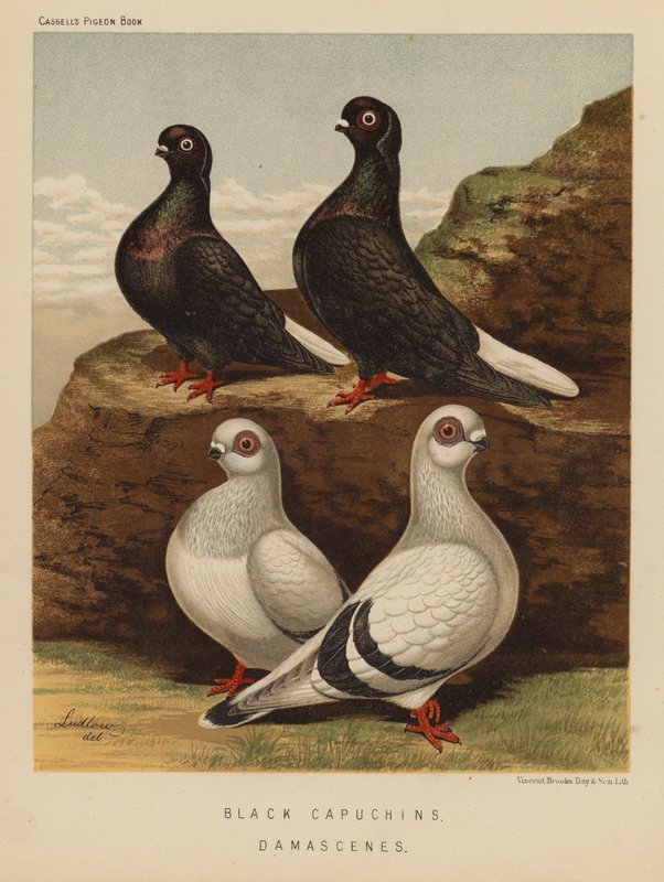 Güvercinler: Kara Kapuçinler; Şamlılar (renkli taş) by J. W. (after) Ludlow