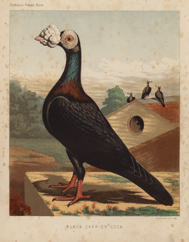 Güvercinler: Siyah Taşıyıcı Horoz (renkli taş) by J. W. (after) Ludlow