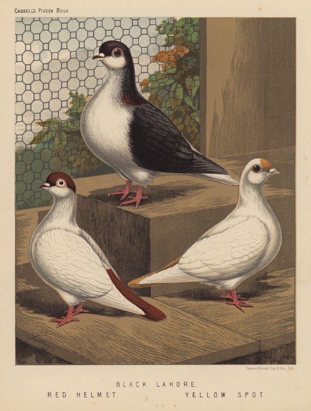 Güvercinler: Kara Lahor; Kırmızı Kask; Sarı Nokta (renkli taş) by J. W. (after) Ludlow