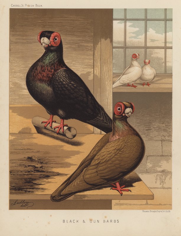 Güvercinler: Siyah ve Dun Barbs (renkli taş) by J. W. (after) Ludlow