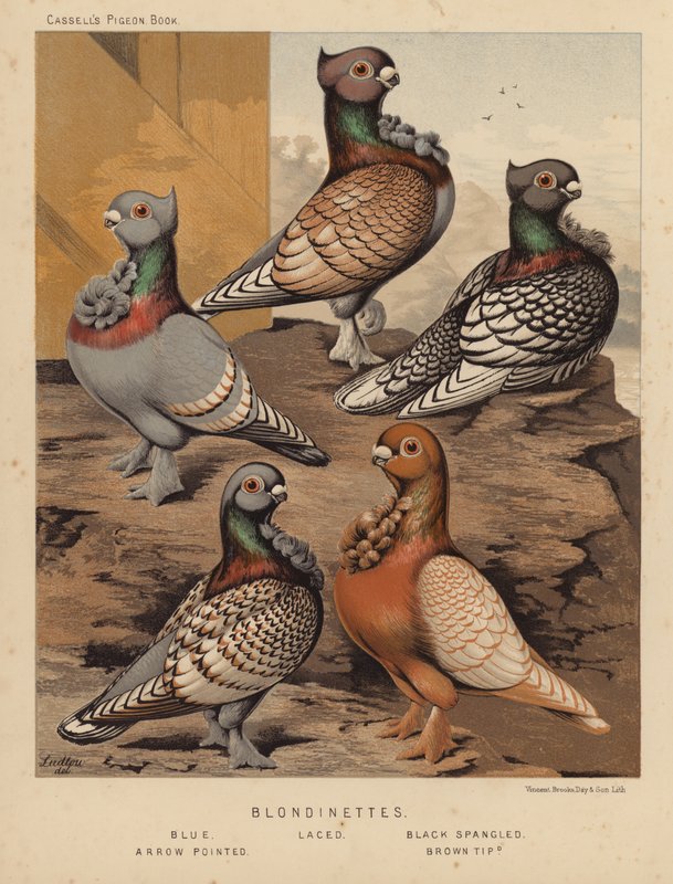 Güvercinler: Sarışın, Mavi, Bağcıklı, Siyah Püsküllü, Ok Sivri, Kahverengi Uçlu (renkli lito) by J. W. (after) Ludlow