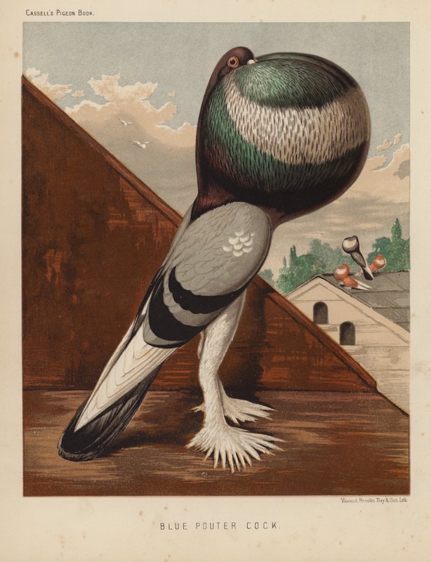 Güvercinler: Blue Pouter Cock (renkli taş) by J. W. (after) Ludlow