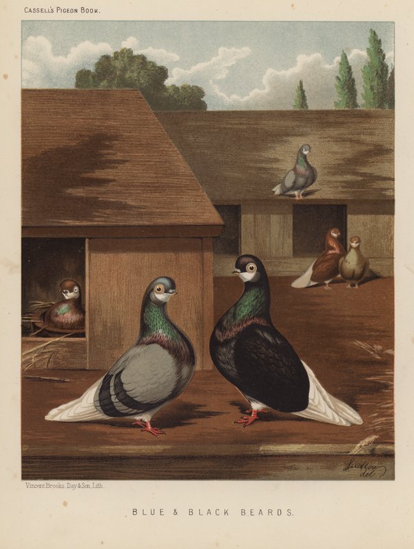 Güvercinler: Mavi ve Siyah Sakallar (renkli taş) by J. W. (after) Ludlow