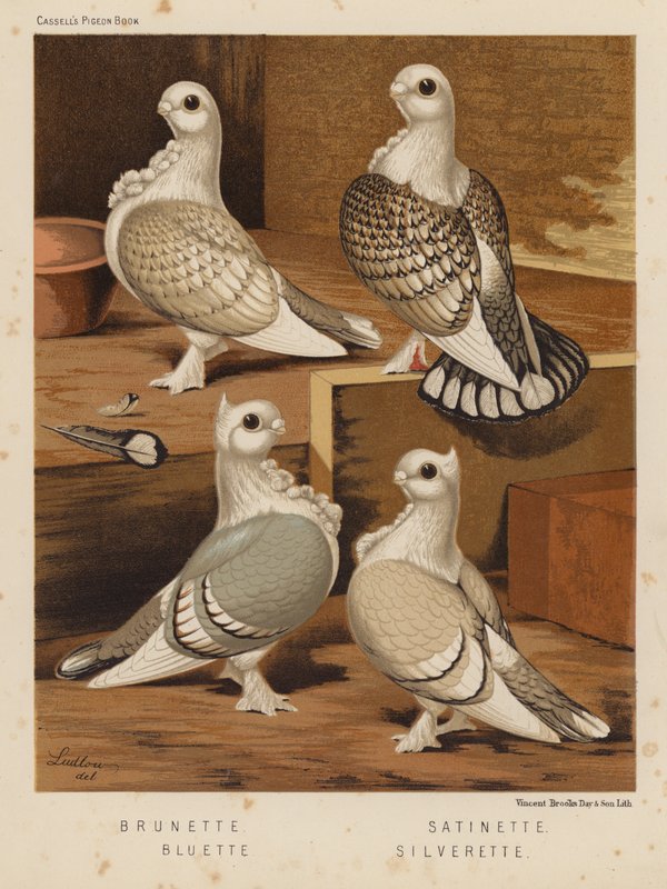 Güvercinler: Esmer; saten; mavi; Silverette (renkli taş) by J. W. (after) Ludlow