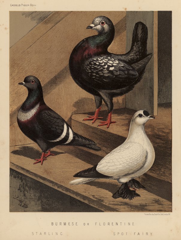 Güvercinler: Birmanya veya Floransalı; Sığırcık; Spot Perisi (renkli taş) by J. W. (after) Ludlow