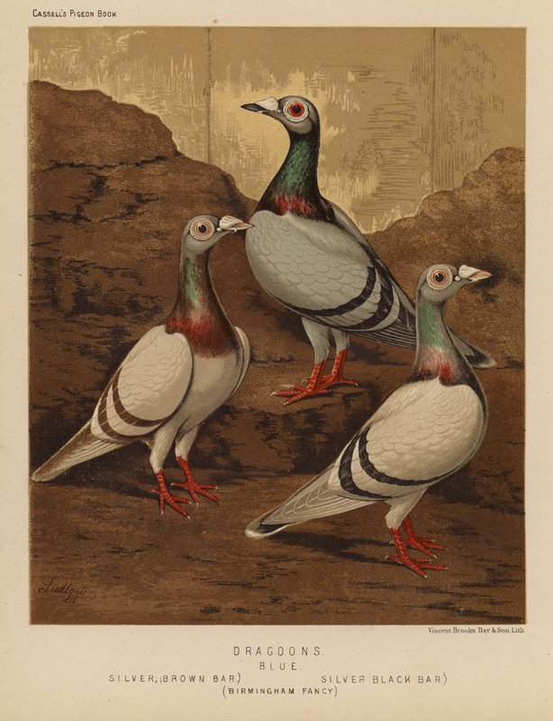 Güvercinler: Ejderhalar, Mavi, Gümüş, Kahverengi Çubuk, Gümüş, Siyah Çubuk, Birmingham Fancy (renkli taş) by J. W. (after) Ludlow