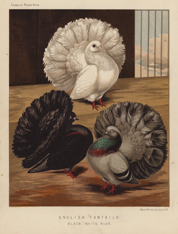 Güvercinler: İngiliz Fantails, Siyah, Beyaz, Mavi (renkli taş) by J. W. (after) Ludlow