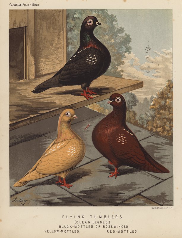 Güvercinler: Uçan Bardaklar, Temiz Bacaklı, Siyah Benekli veya Gül Kanatlı, Sarı Benekli, Kırmızı Benekli (renkli lito) by J. W. (after) Ludlow
