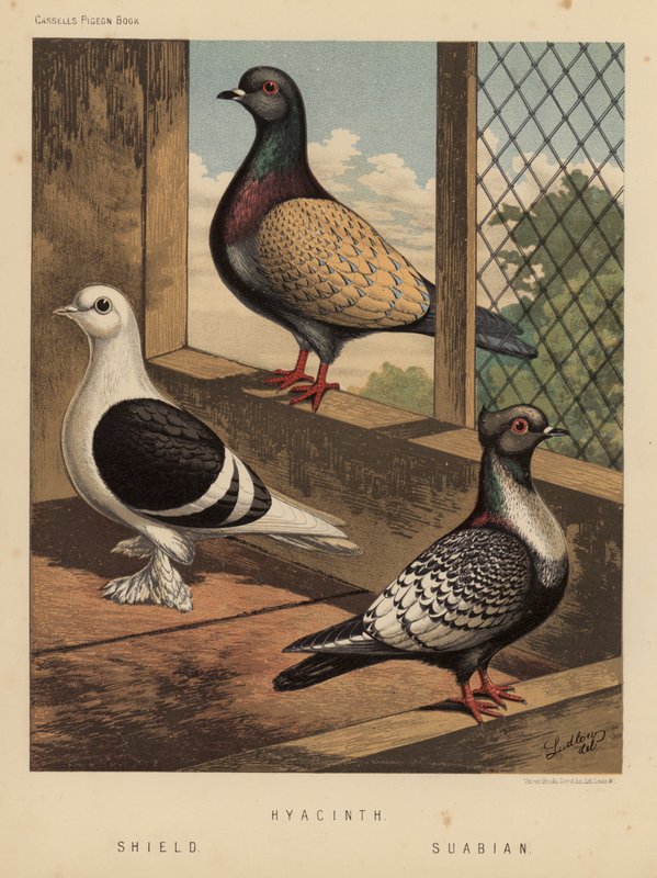 Güvercinler: Sümbül; kalkan; Suabian (renkli taş) by J. W. (after) Ludlow