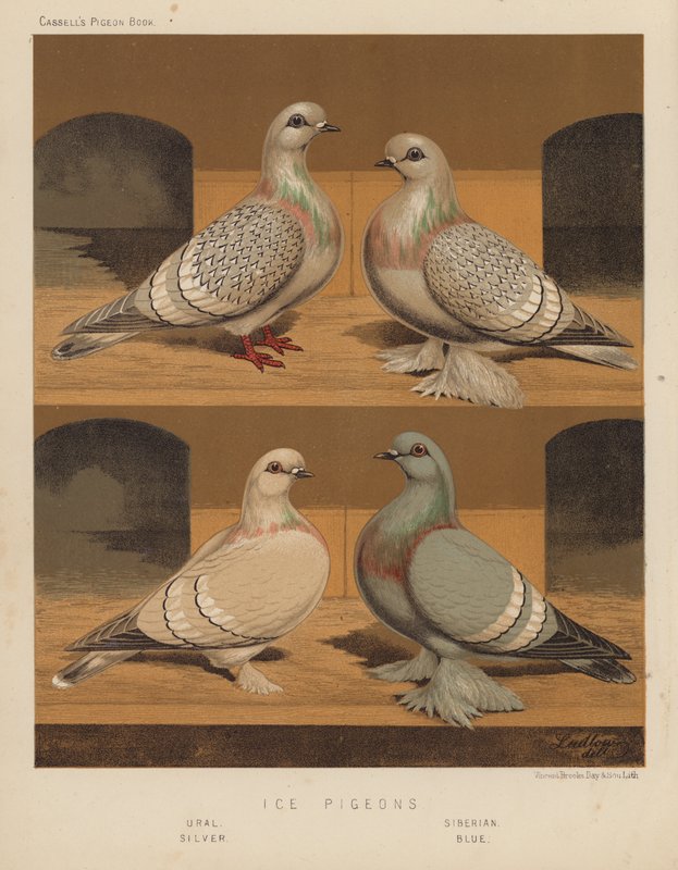 Güvercinler: Buz Güvercinleri, Ural, Sibirya, Gümüş, Mavi (renkli taş) by J. W. (after) Ludlow