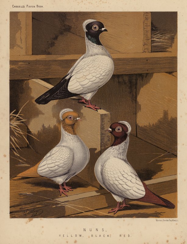 Güvercinler: Rahibeler, Sarı, Siyah, Kırmızı (renkli taş) by J. W. (after) Ludlow