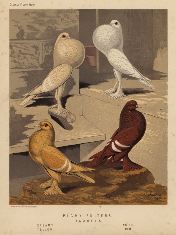 Güvercinler: Pigmy Pouters; Isabels, Kremsi, Beyaz, Sarı, Kırmızı (renkli lito) by J. W. (after) Ludlow