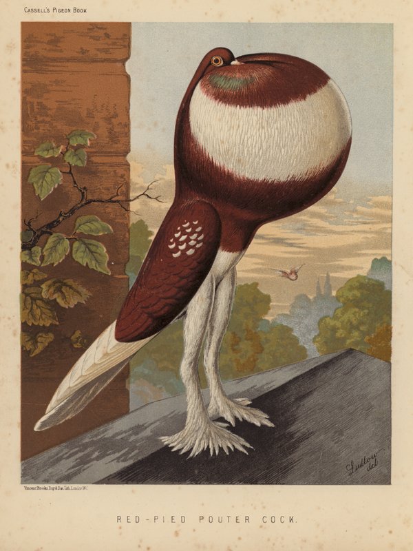Güvercinler: Red-Pied Pouter Cock (renkli taş) by J. W. (after) Ludlow