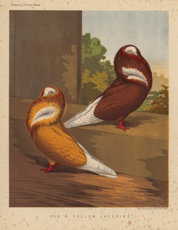 Güvercinler: Kırmızı ve Sarı Jakobenler (renkli taş) by J. W. (after) Ludlow